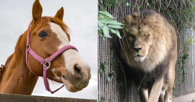 Мать отдала пони дочери на съедение львам