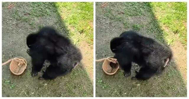 Обезьяна вернула упавшие к ней в вольер очки