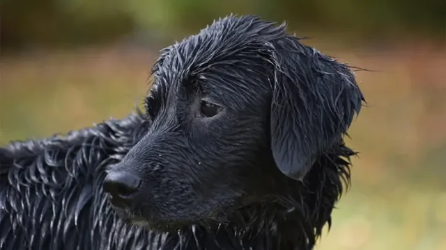 В Тюмени спасли собаку, упавшую в колодец