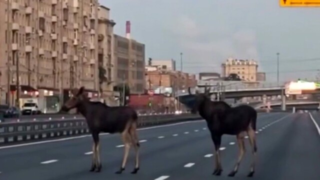 Лоси на несколько минут перекрыли шоссе в Москве