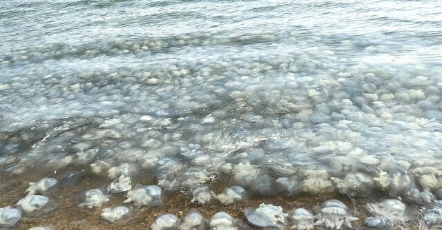 Нашествие медуз у побережья Керчи