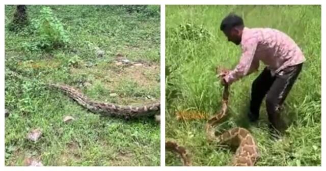 В Индии спасли питона, застрявшего на заборе