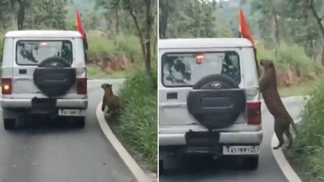 Леопард ранил мальчика в Индии