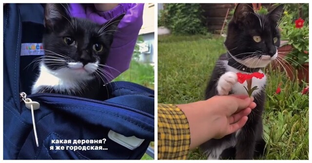 Городская кошка провела незабываемые выходные в деревне