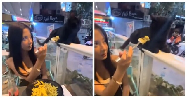 Кошка проучила девушку, дразнившую её макаронами в ресторане