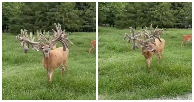 Кактусовые олени: когда рога растут бесконечно