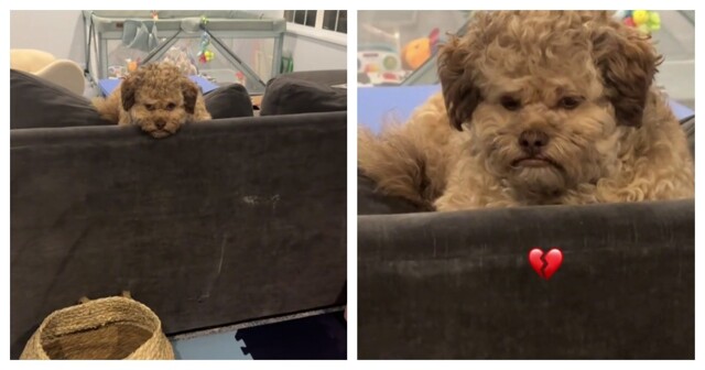 Пёс с грустным «человеческим лицом»