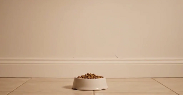 Реклама кошачьего корма, созданная нейросетью