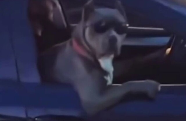 Пёс в очках прокатился в иномарке по Адлеру