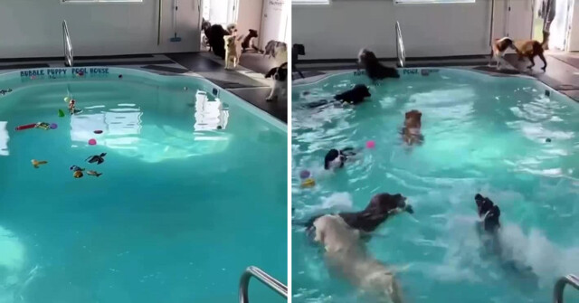 В США набирает популярность новый тренд - настоящий «детский сад» для собак