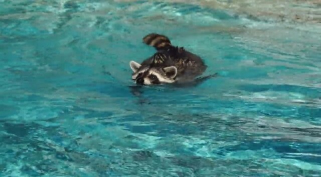 Енот поплавал в бассейне российского отеля