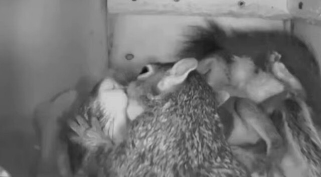 Белки целуются в своём доме