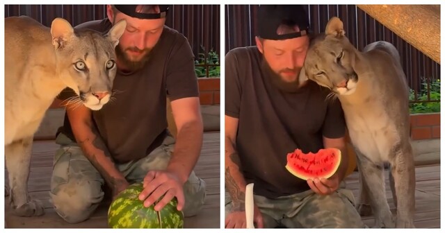 Когда ты хищник, но любишь фрукты