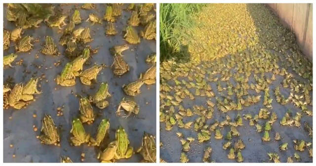 Брачный сезон у лягушек