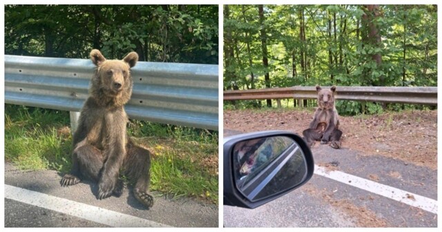 Расслабленный медведь из Румынии