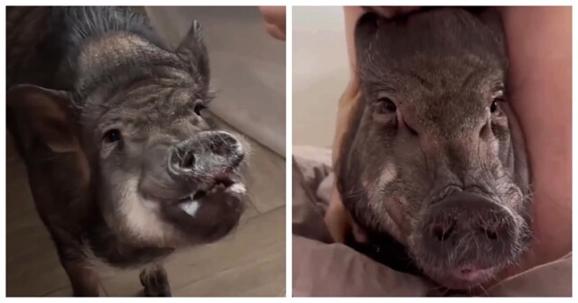 В Москве девушка переехала к парню со своим питомцем — кабанчиком