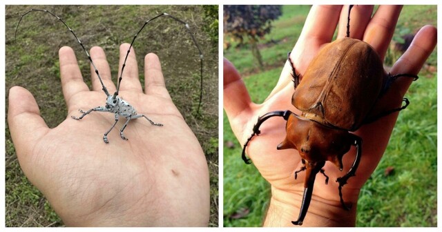 30 удивительных насекомых, которых не стоит бояться