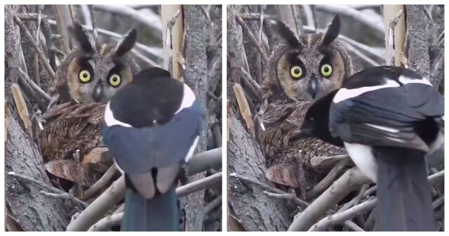 Сорока разбудила филина