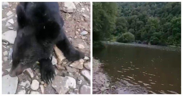 Новый друг туристов в Приморье