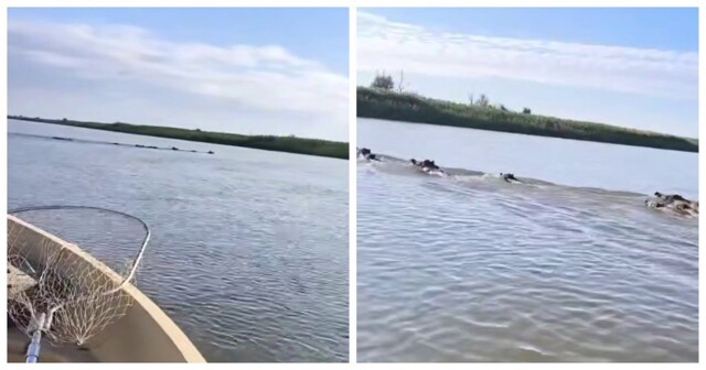 В Астраханской области заметили кабанов, переплывающих реку