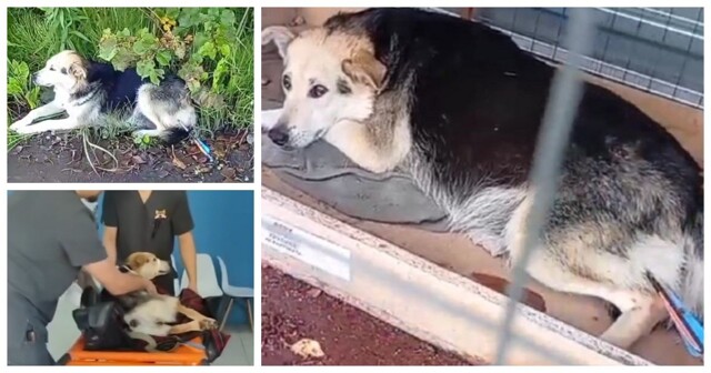 В Тверской области неизвестный выстрелил из арбалета в беременную собаку