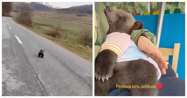 В США семья приютила маленького медвежонка, который отбился от семьи