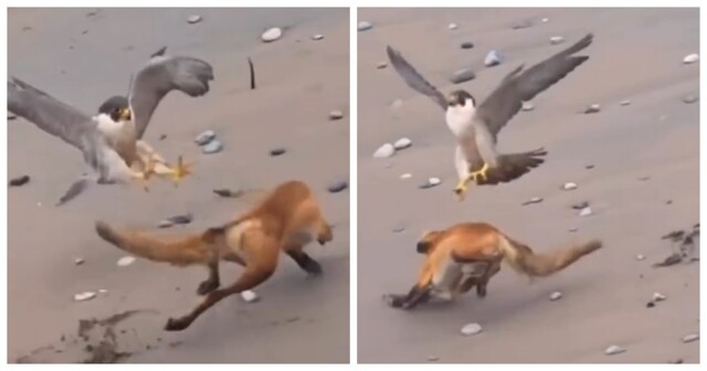 Необычная схватка: лиса сумела увернуться от сокола три раза подряд