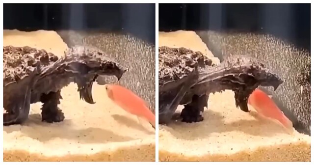 Как каймановая черепаха охотится с помощью языка-приманки