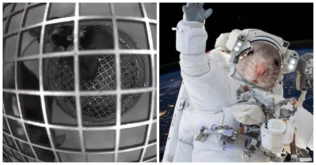 «Роскосмос» показал мышей в невесомости