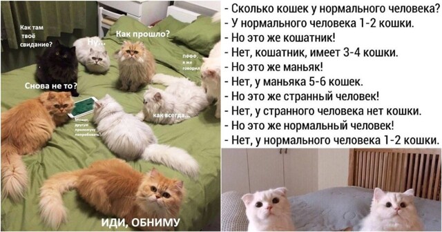 Кошатницы — извращенки с поломанной психикой: чиновник предлагает лимит на питомцев