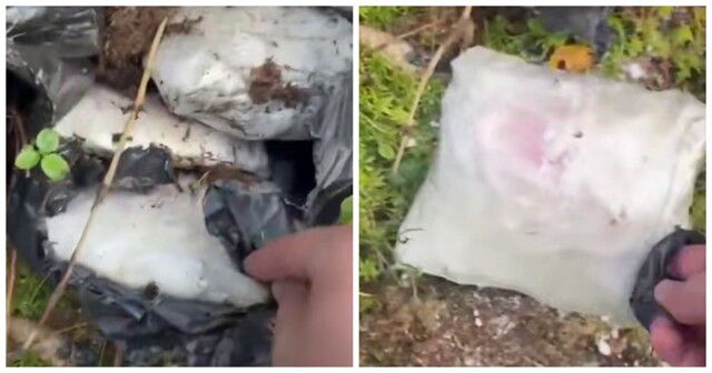 Жительница Ленобласти вместо грибов нашла в лесу 9 килограмм наркотиков