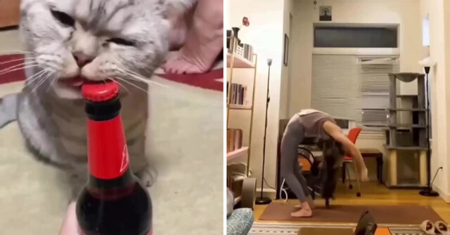 Когда кто-то говорит, что котики бесполезны