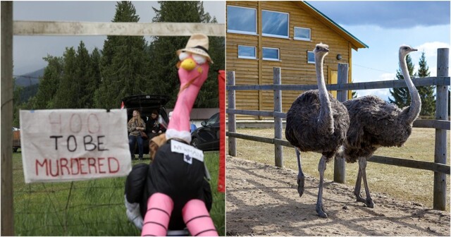 400 страусов расстреляют в Канаде