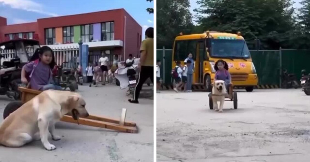 В Китае собачка каждый день забирает свою хозяйку из школы на собственной мини-колеснице