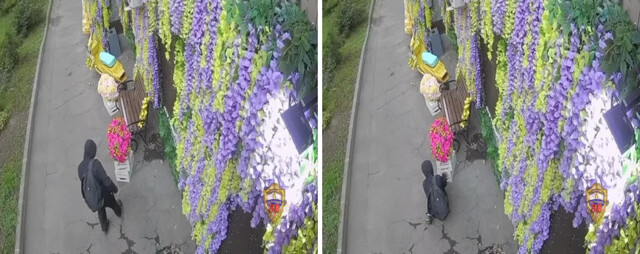 Неизвестный в чёрном капюшоне похитил клумбу с цветами в виде овечки