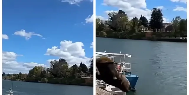 Гигантский обитатель моря напугал туриста