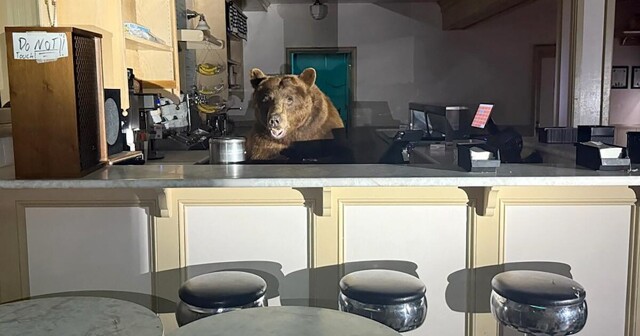 В Калифорнии медведь наведался в кафе-мороженое
