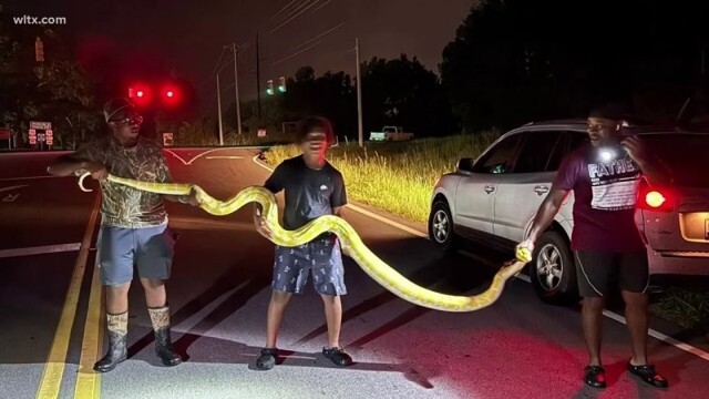 В США на улице поймали питона длиной 3,6 метра