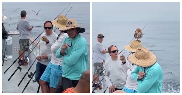 Сова села на шляпу