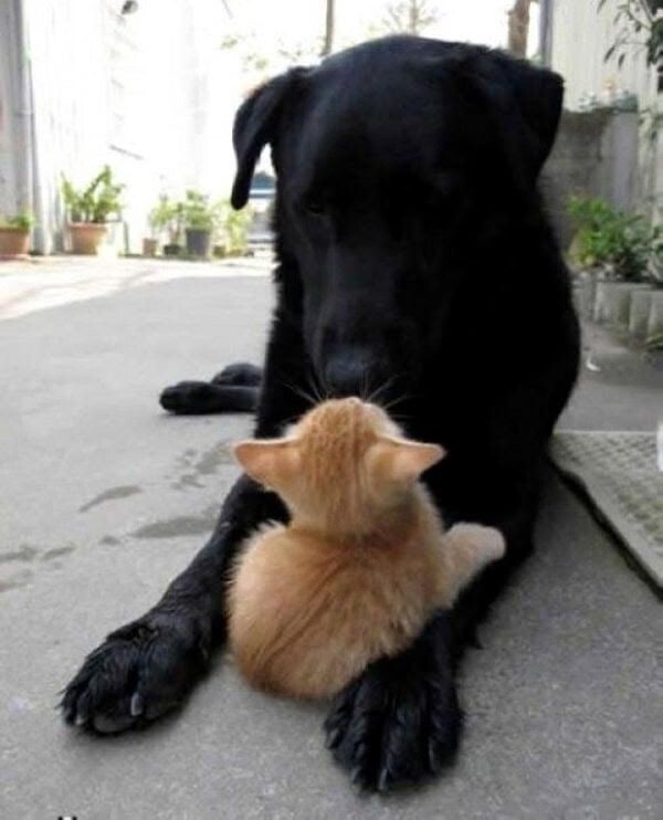 Пёс был стар