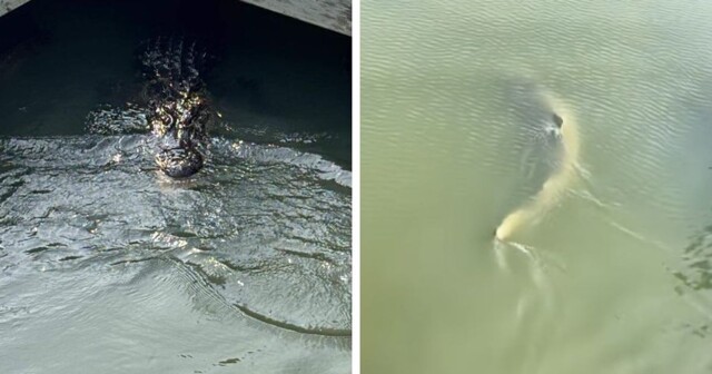 В США засняли аллигатора, плавающего с акулами