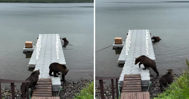 Уникальную дружбу трёх медведиц заметили сотрудники Кроноцкого заповедника на Камчатке