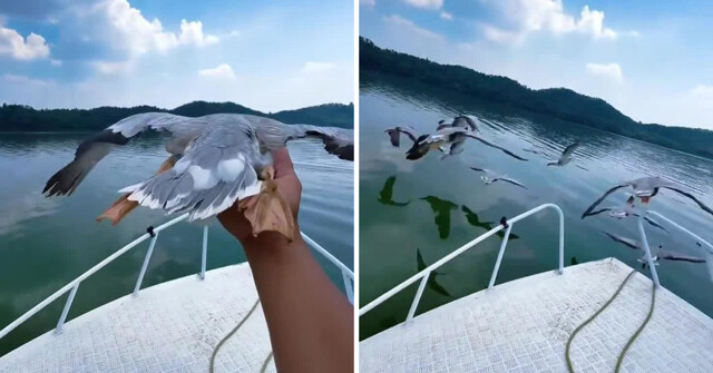 В Китае люди дотронулись до пролетающих гусей