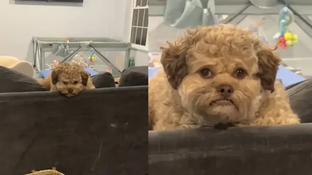 В сети набирает популярность собачка с грустным человеческим лицом