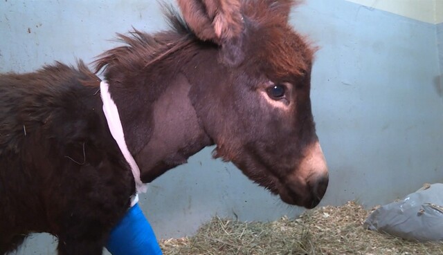 В Северной Осетии спасли раненого ослика, который неделю прождал помощи в обрыве