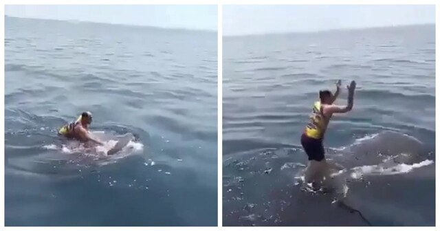 Мужчина покатался на спине китовой акулы