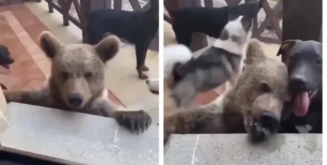 Мужчина кормил своих собак, когда заметил неожиданного "нахлебника" среди них