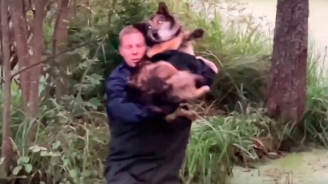 Ох, нелегкая эта работа — из болота тащить обормота!