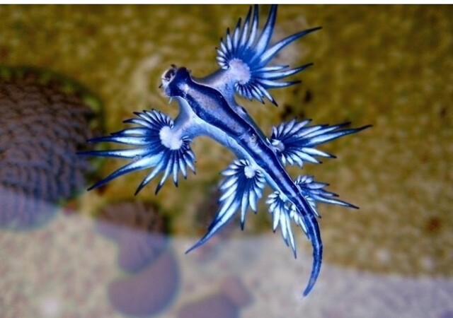 Необычные животные