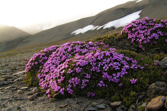 Мы мороза не боимся